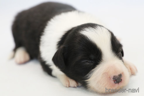 成約済の神奈川県のボーダーコリー-359941の8枚目